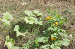 Field pumpkin